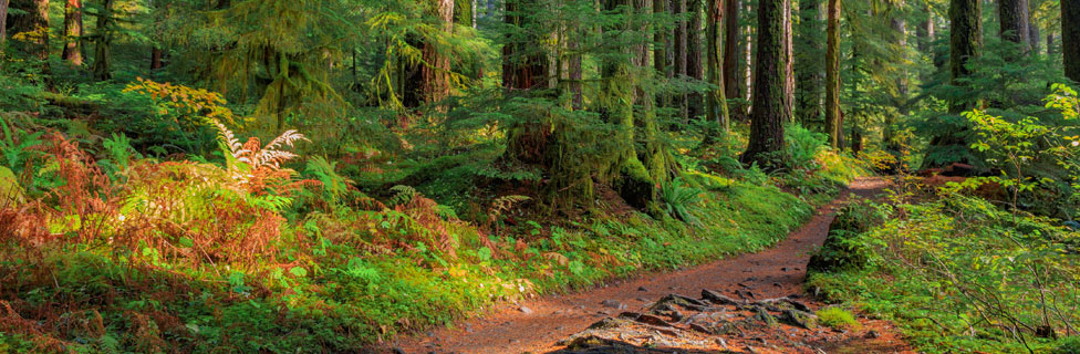 Forest, Oregon